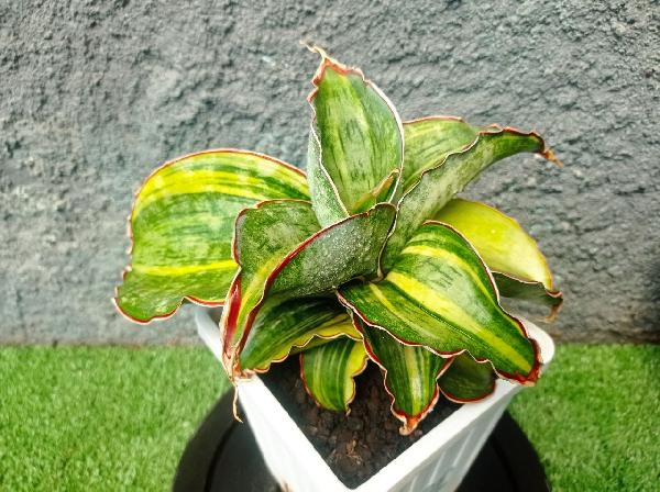 148. S. Dragon Compacta var. (ada daun bekas sunburn)