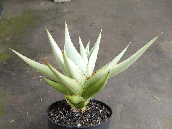 034.CHANIN THORUT