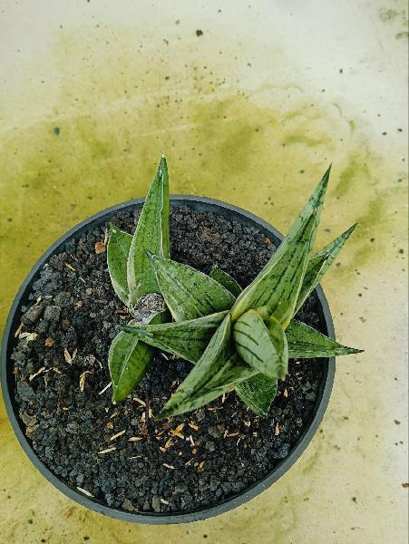 172. Hybrid Manja 1 pot
