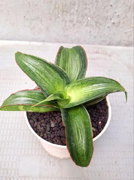 202.Rosea Grandis white emboss variegated