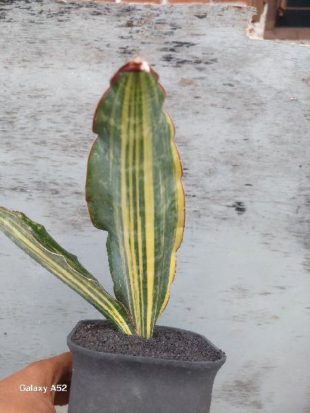 29  Super clone  var  