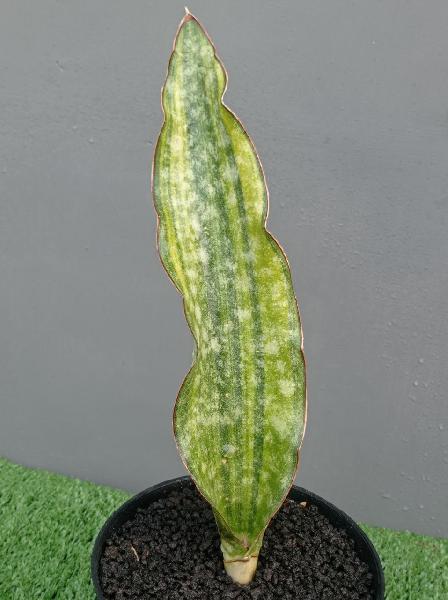 95. S. Kirkii Coralblue var.