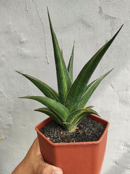 53. Hibrid Luna var span 21cm
