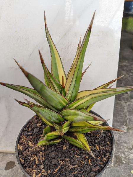 130.PINGUICULA var 