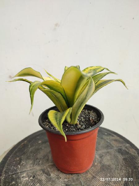 5. Hybrid Marga Variegata