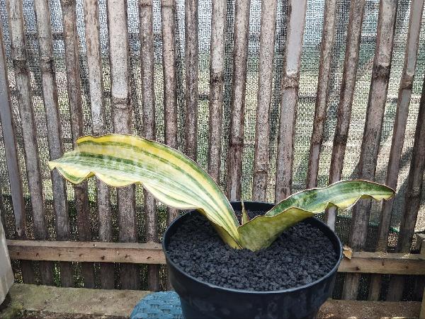 21. S. Kirkii Coralblue var