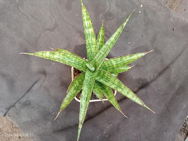 12.Hibrid original seeding (Oliviafinli x hibrid)