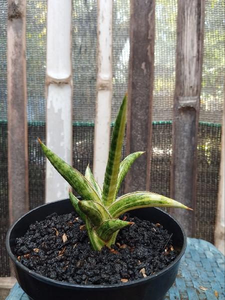 9. S. Balyii mini