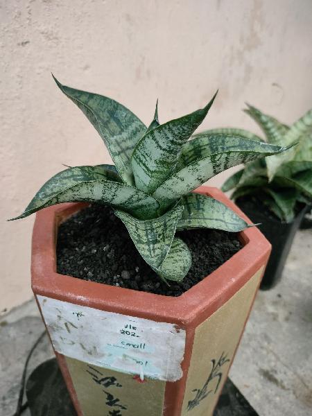 7. S. Marga x Hybrid