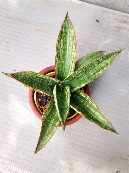 203. Phupamon x personi mutation
