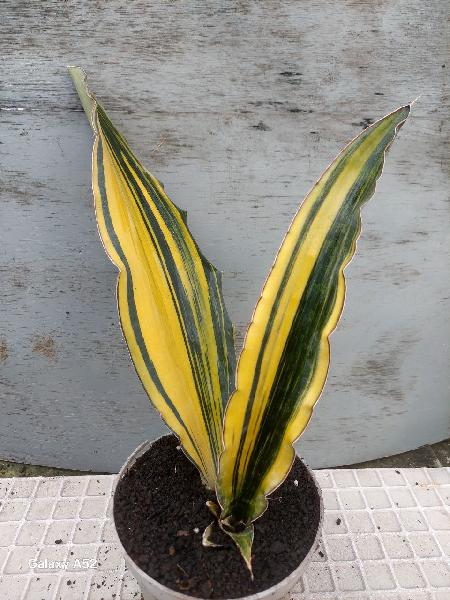28. Super clone  var 