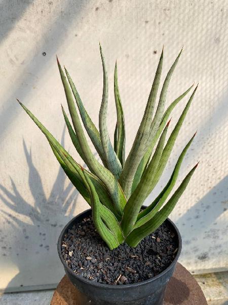 55. HYBRID RUDAL