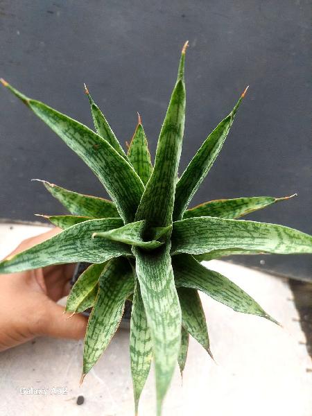 57. Hybrid KEN DEDES