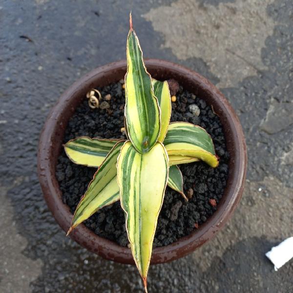 8.ROBUSTA DRAWF VARIGATA