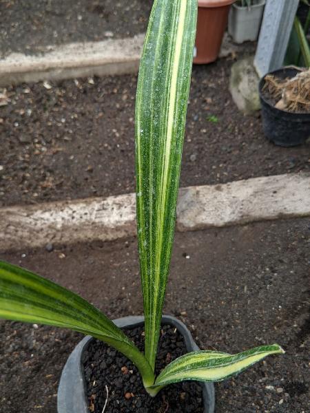 2. Dooneri Variegated