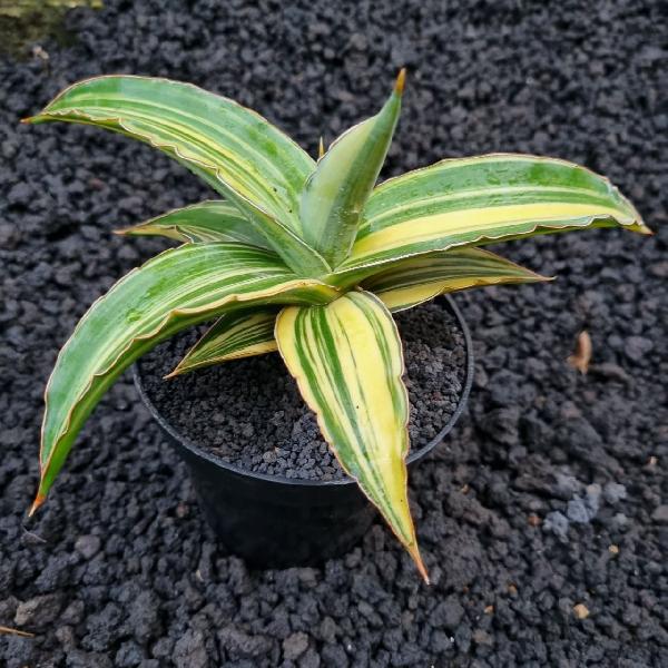 No.37 Kimayo variegata