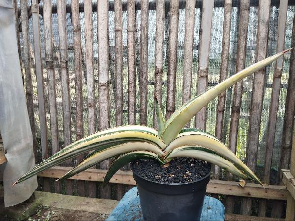 19. S. Robusta White var