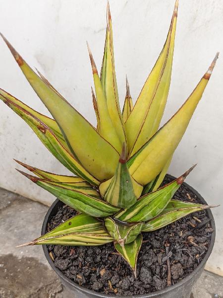 129.PINGUICULA var