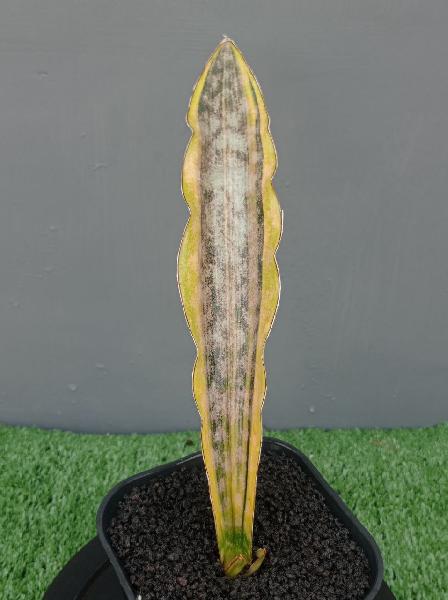 38. S. Kirkii coppertone var.