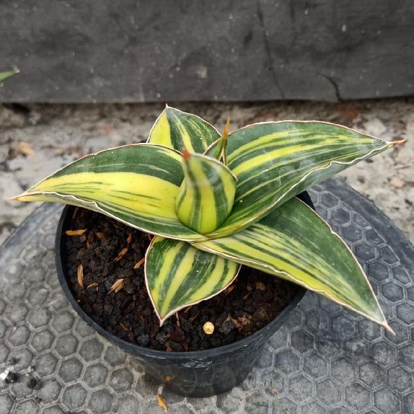 39. Kimayo Blue Variegated