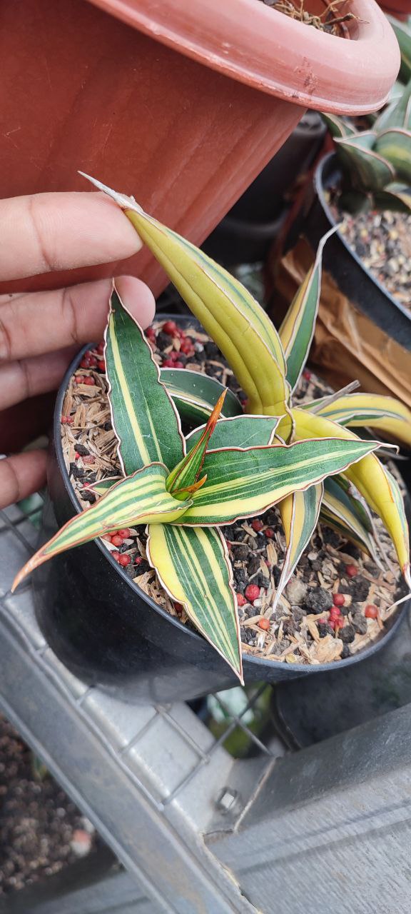 No. 1 Doris  Good variegated Striated