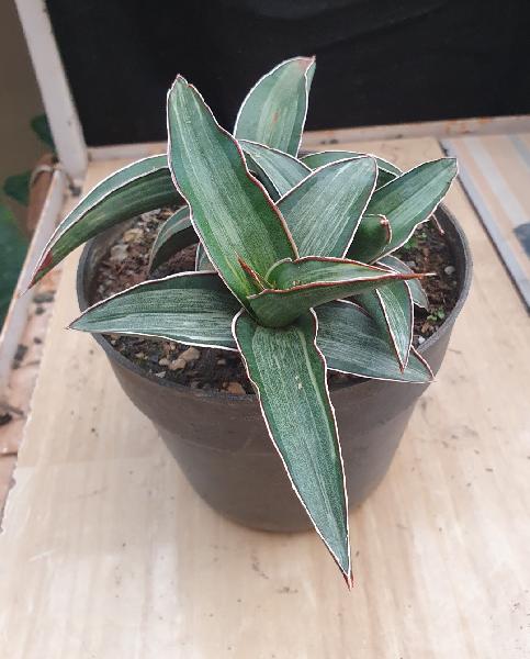 11. Dark green clone / Zanzibarica White Variegated 