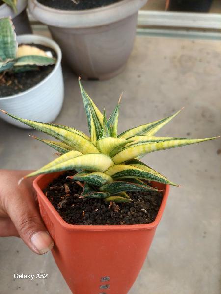 15. Hybrid SUKODONO var 