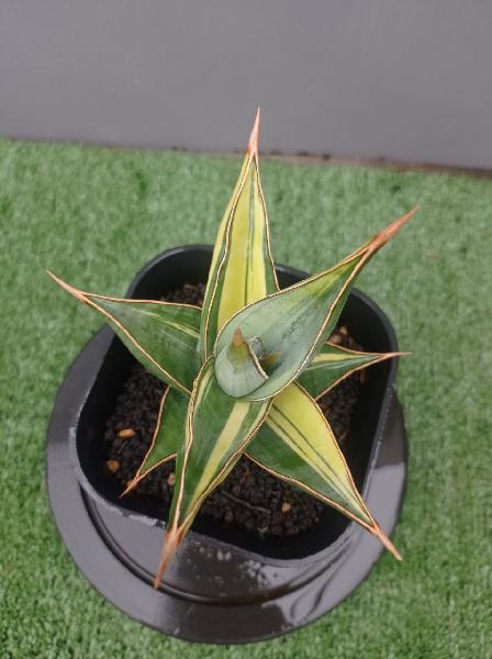 101. S. Pinguicula var.