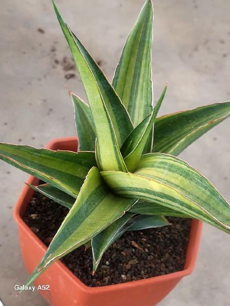 27. Hybrid MAYA var  