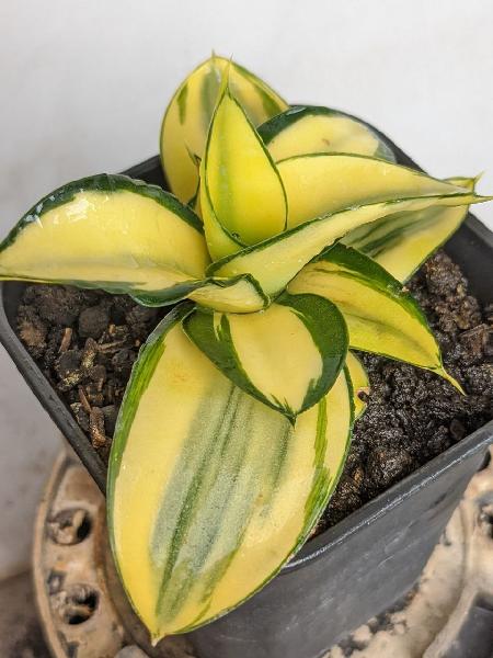 115.HYBRID CELOMYTA var