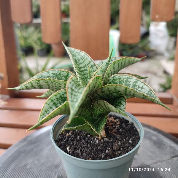 No. 6 Sansevieria hybrid Bidadari