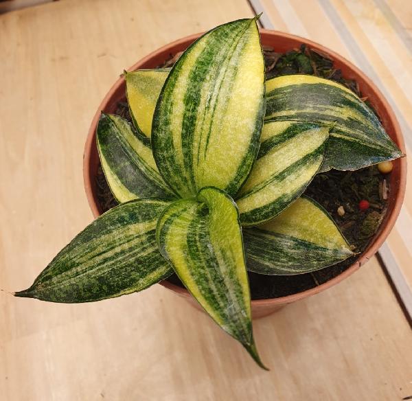 3. Anakan Hibrid Ariela Variegata Solid