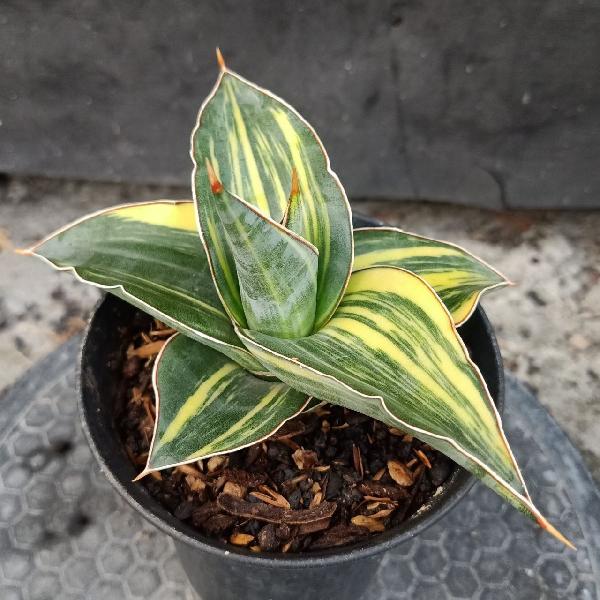 45. Kimayo Blue Variegated 