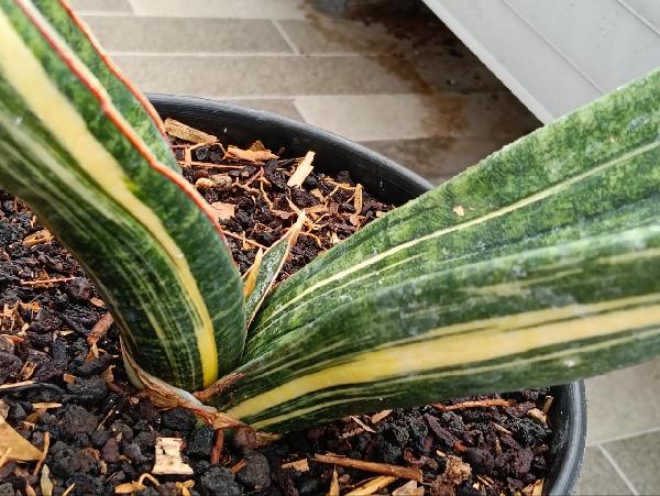 191. Sinus Zimbabwe Var White 