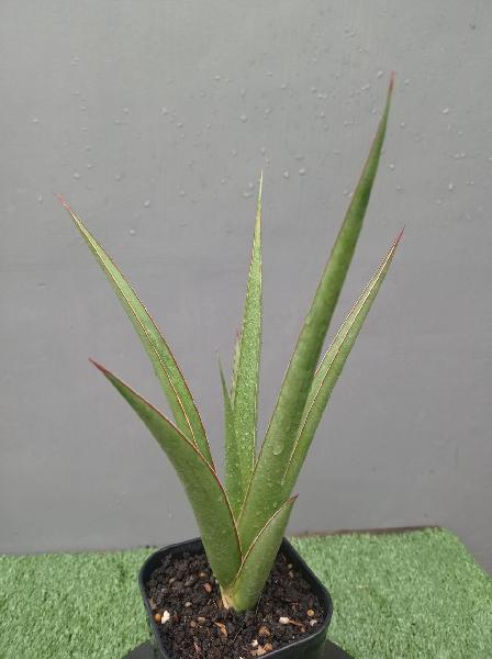 115. S. Pinguicula x hybrid.