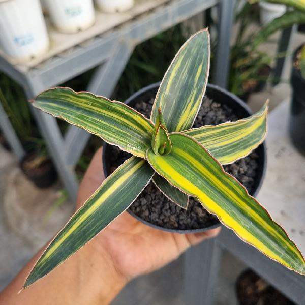 Dark Green Clone variegata