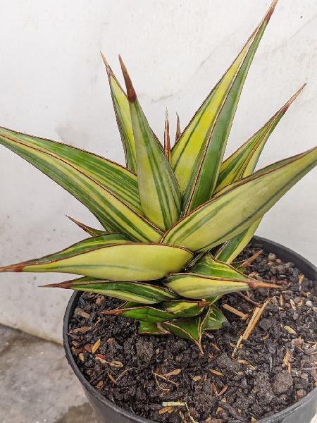 128.PINGUICULA var