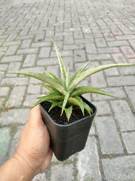 58. Hibrid Cinta