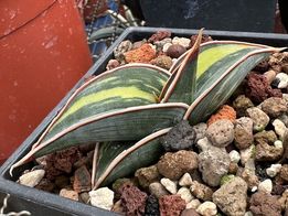 編號 : 8 Rorida Variegated 