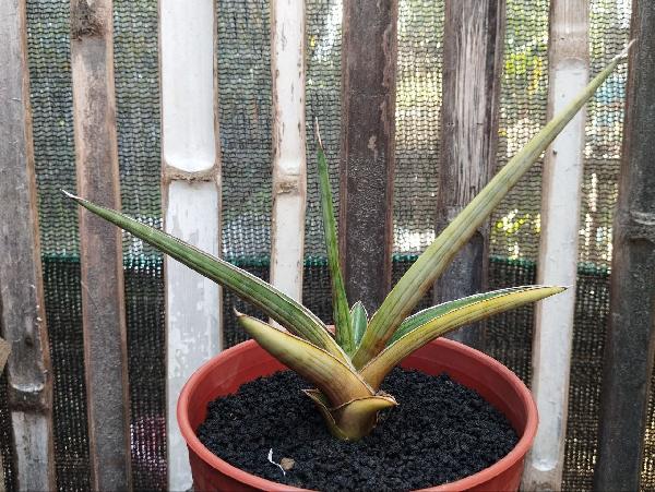 13. S. Rodhesiana pink