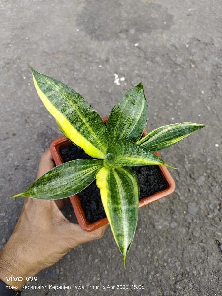 2.Hibrid harari