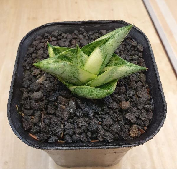 1. Boncel New clone Variegata striata