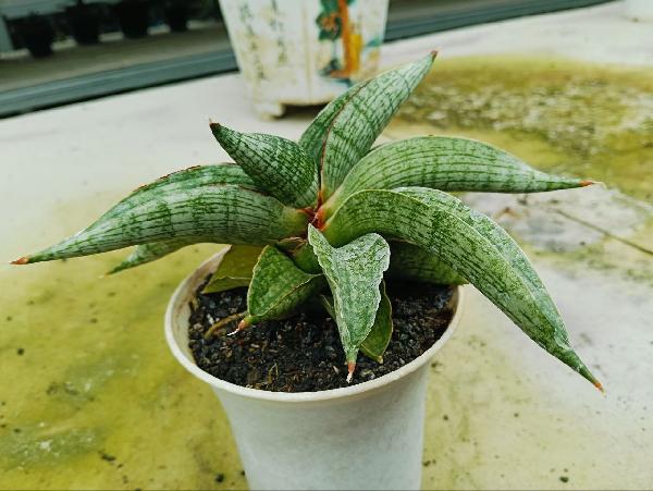 178. Hybrid Harpacel Silver