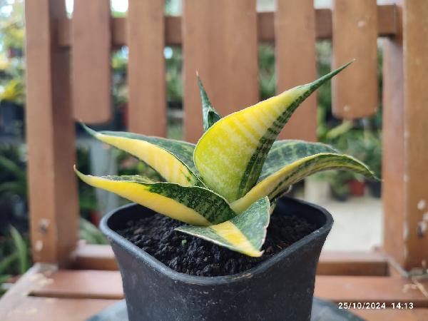 No. 17 Sansevieria hybrid 