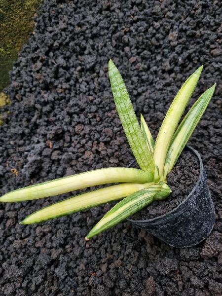 No.19 Cylindrica Boncel variegata