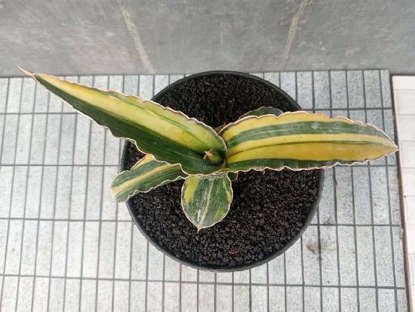 07.perotti varigata lapis