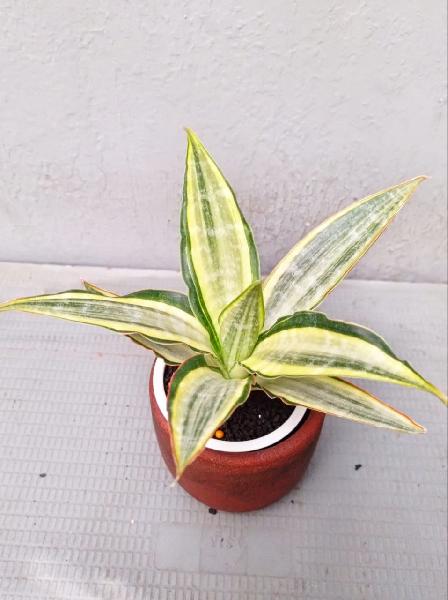 197.Metalica white variegated minimize roset