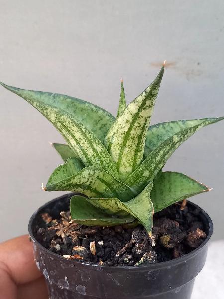 47. Hybrid ijoroyo2