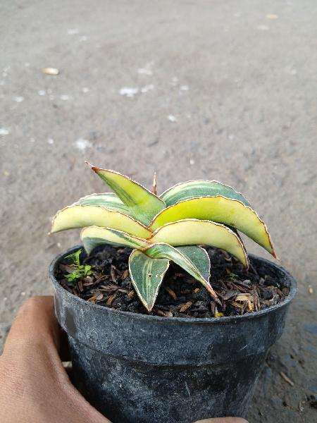 5.ROBUSTA DRAWF VAR YELLOW