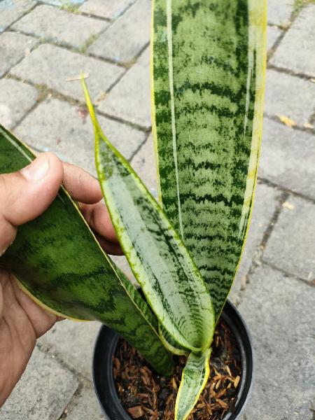 23. Trifasciata Wulandari only pup
